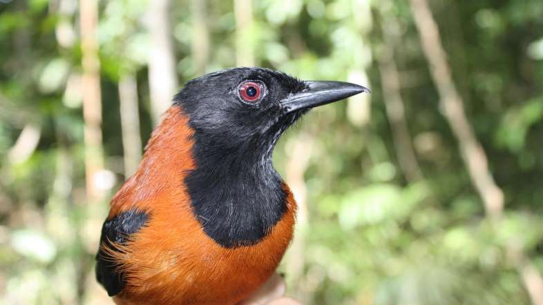 Los veinte animales más venenosos del mundo Los veinte animales más venenosos del mundo