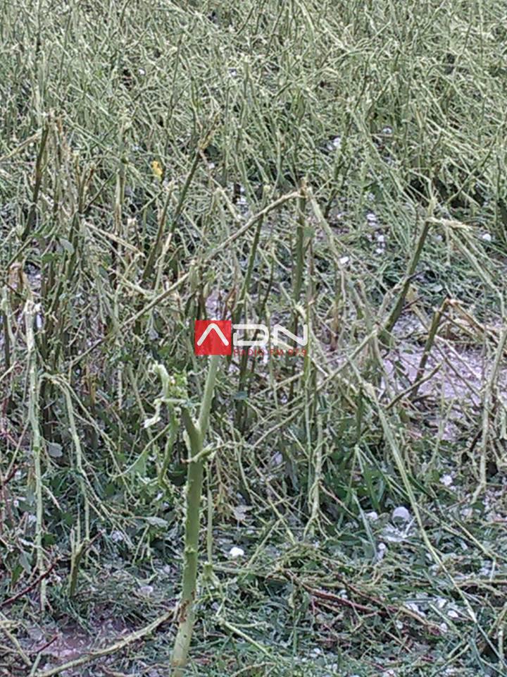 17103440_688497598020413_1037347861058620313_n 