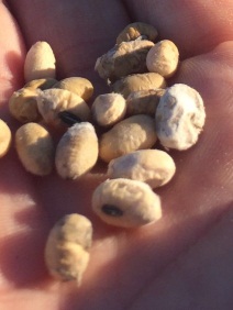 granos-zenon-pereyra