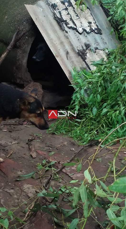 15977578_659381134265393_3524423919142011005_n 