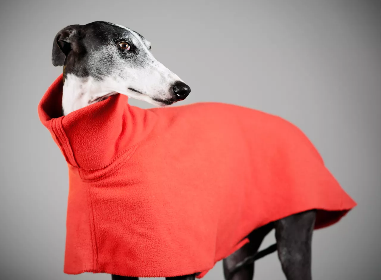 Perro Galgo Vestido Perro Galgo Vestido
