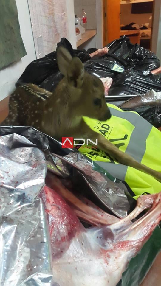 14055019_1220862574622671_7140674780935113594_n