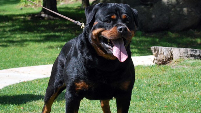 rottweiler