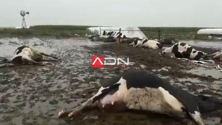 rayo - vacas - eusebia