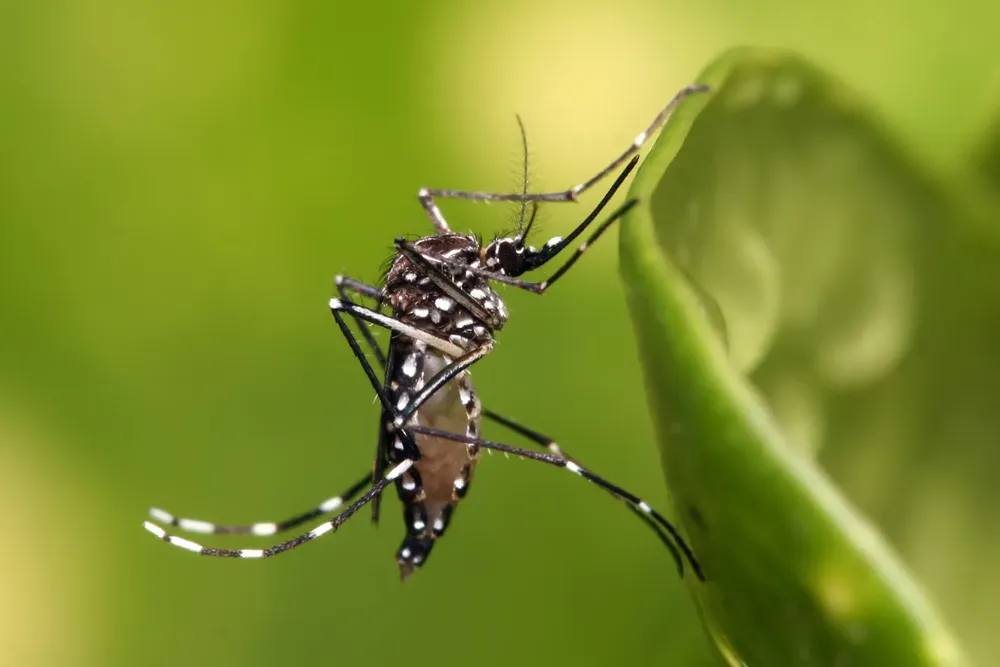 que-es-el-dengue