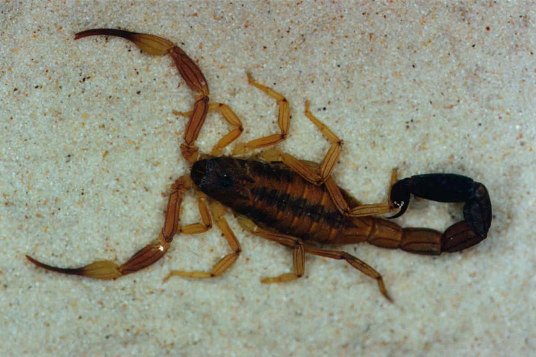 escorpion-ok