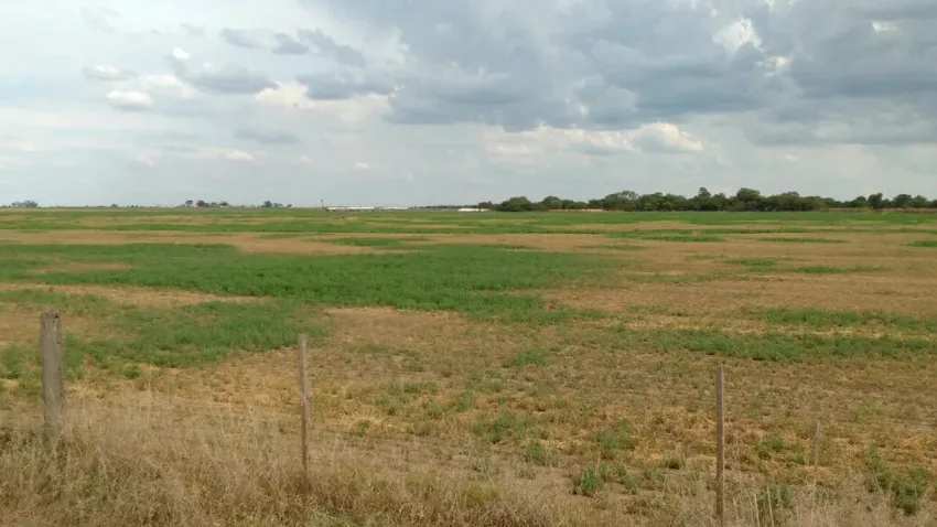 campo