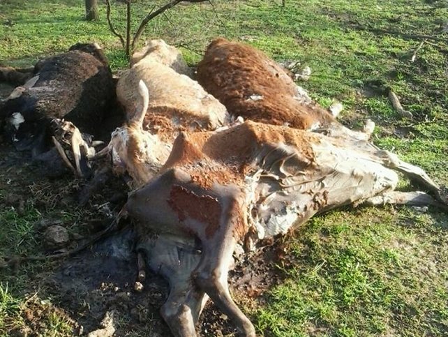 Animales muertos