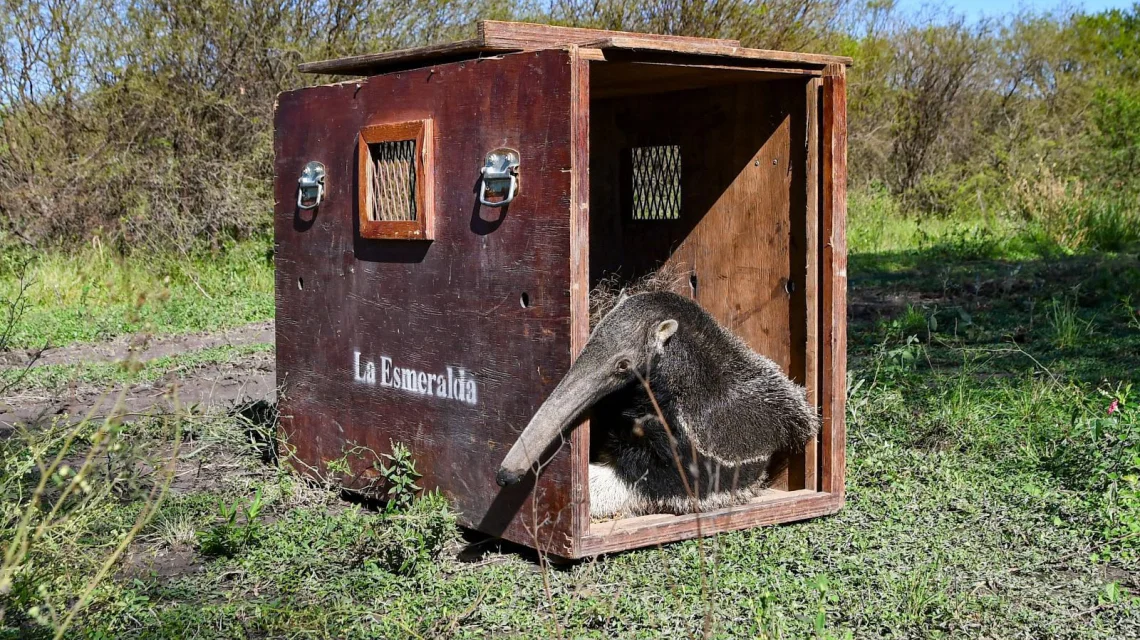 OSO HORMIGUERO
