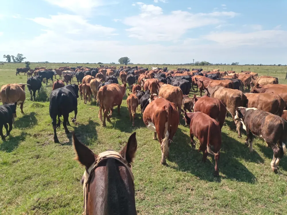 SARA RODEO
