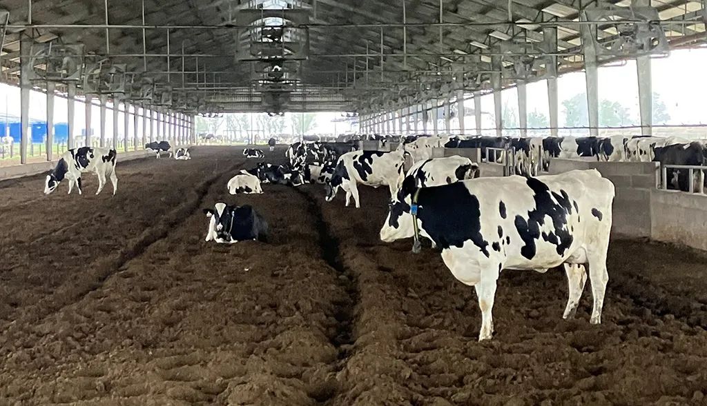 VACA 2