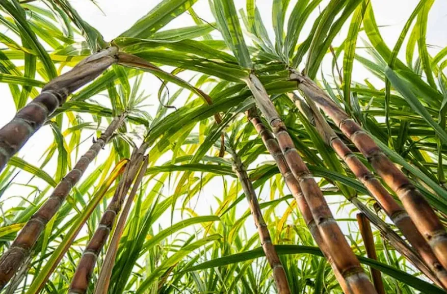 Captura de pantalla 2024-10-27 102824