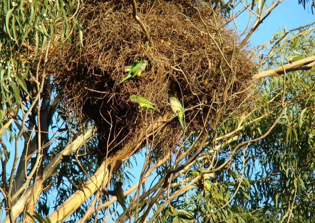 loros