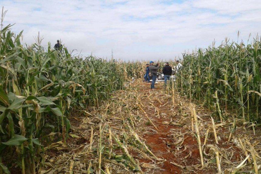 los-vestigios-del-aterrizaje-forzoso-que-efectuo-la-avioneta-en-un-campo-de-plantacion-de-maiz-en-la-colonia-ybype-de-pedro-juan-caballero-_859_573_1505143