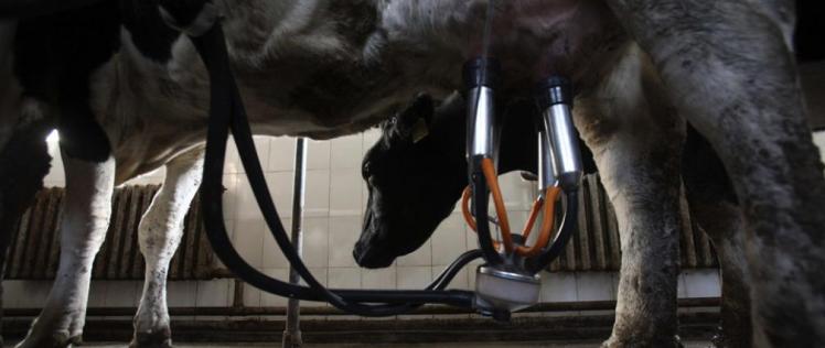 S0loUO_th_grande_completa