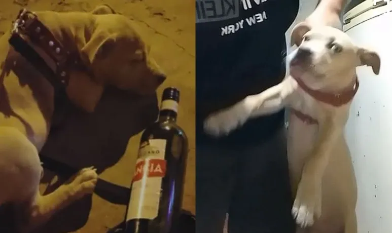 Captura de pantalla 2026-01-14 210239