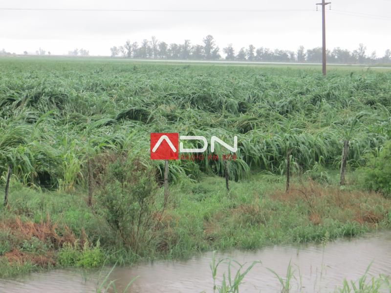 12 (Sorgo volcado por el viento R70 mano derecha Oeste del canal) 030117
