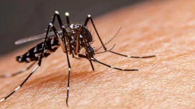 dengue-mosquitojpg