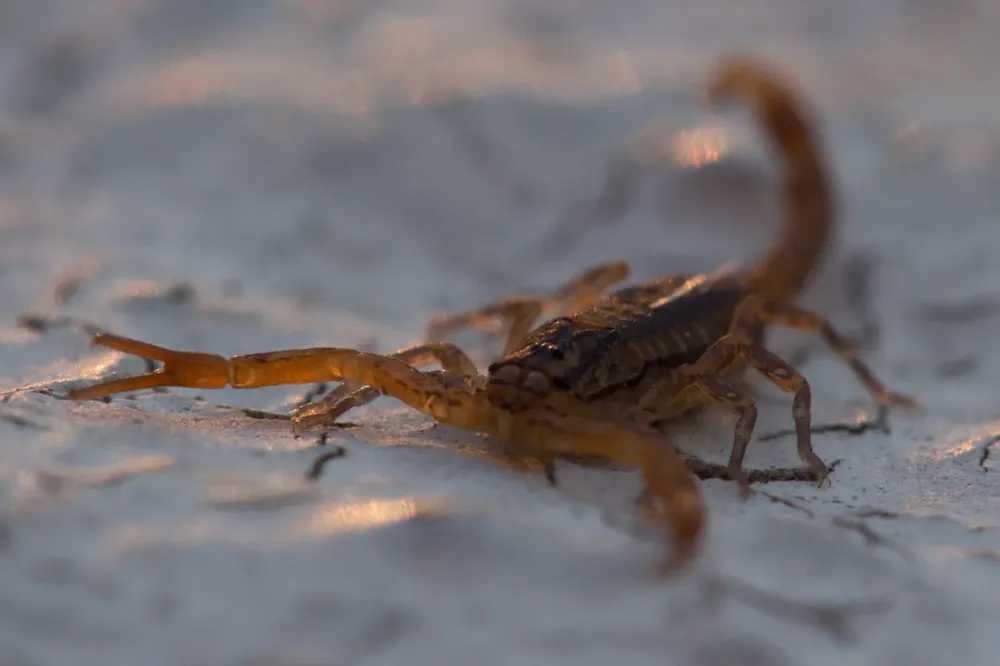 Alacranes
