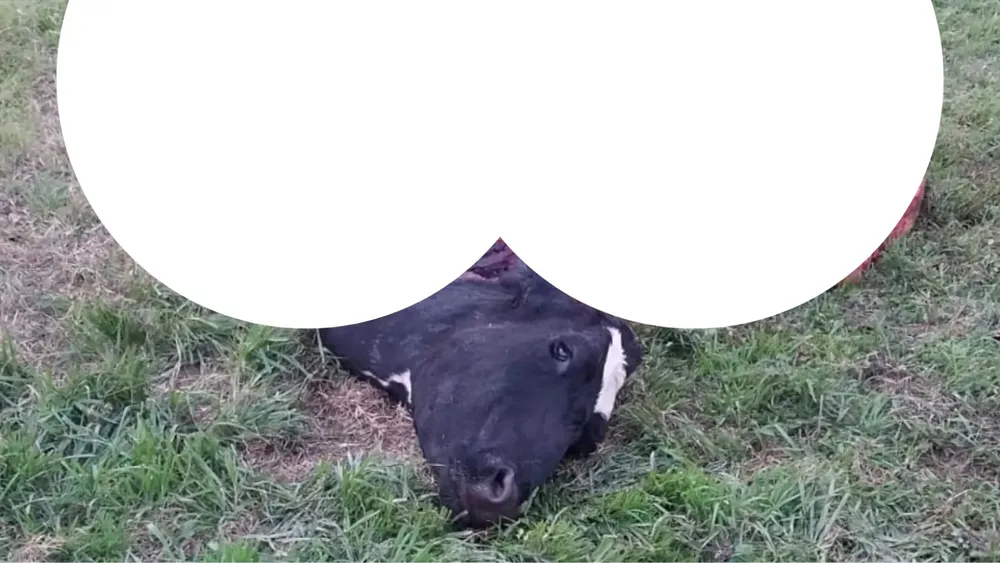 vaca