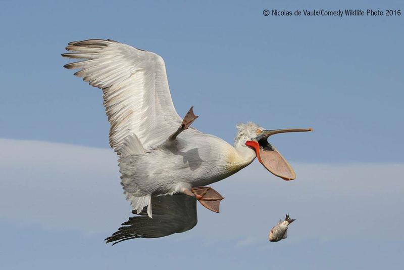 image57fd4b9ce6f384.98366133