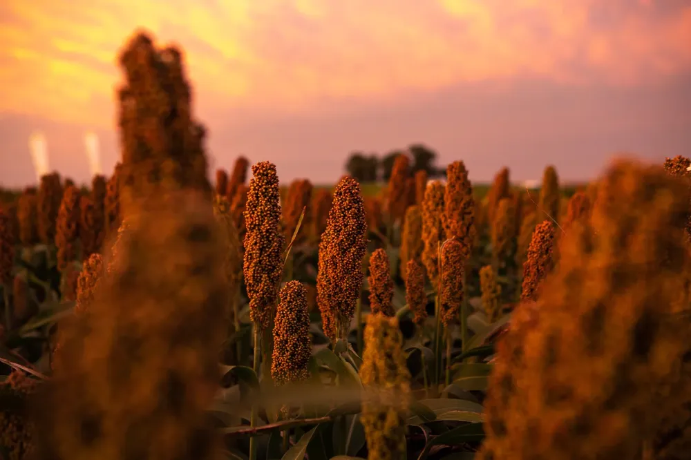 NUFARM 1