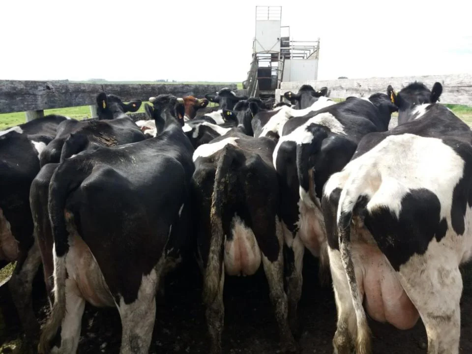 VACAS