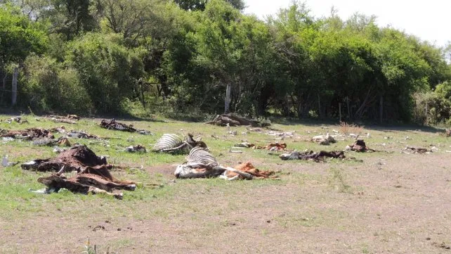 vacas-muertas-sequia-santa-fe-4jpg