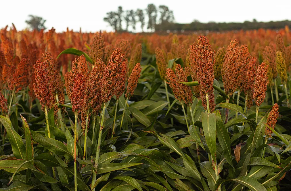 Captura de pantalla 2024-05-21 174931