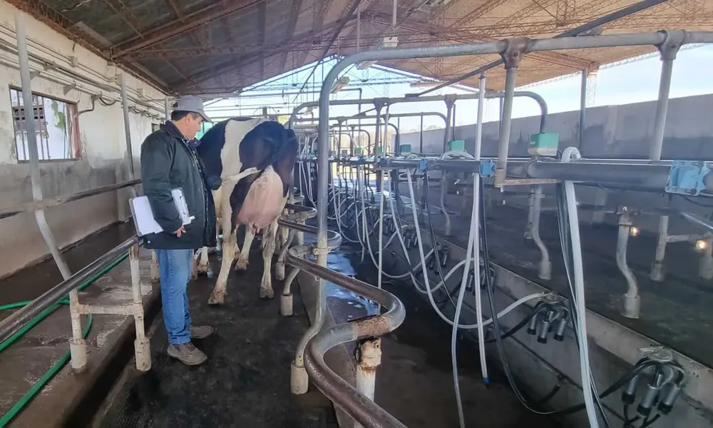 vacas a campo 2