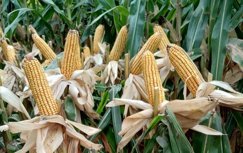 Captura de pantalla 2026-03-14 173106