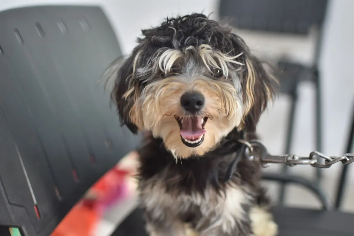 Perrito