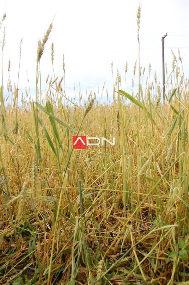 15037345_910579965739980_6890226818038369586_n