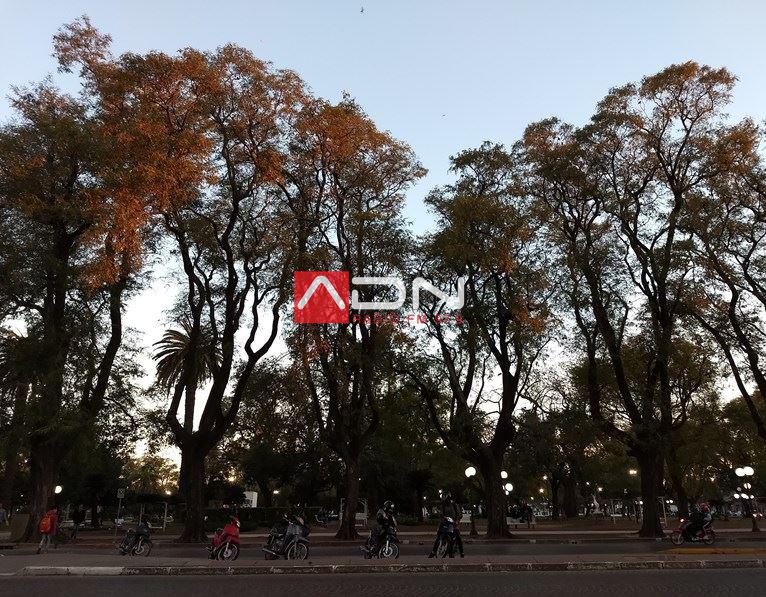 Arbolado Plaza 25 de Mayo