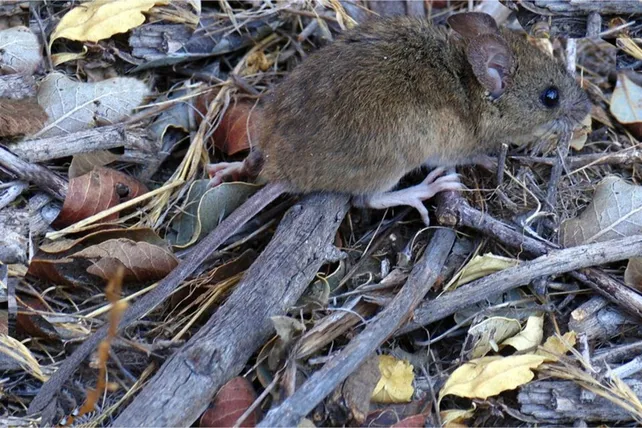 ratonesjpeg
