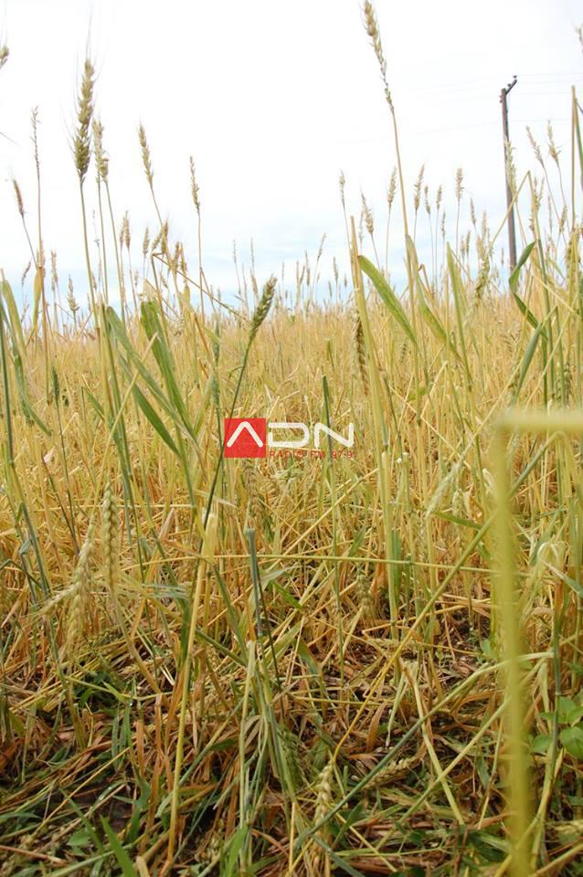 14993451_910580002406643_2130775758435321612_n