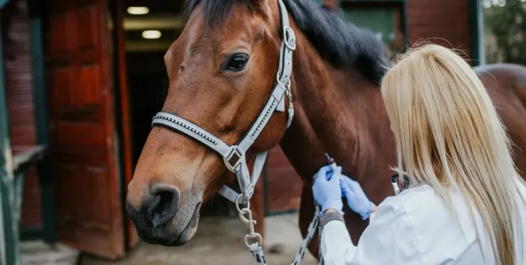 caballos