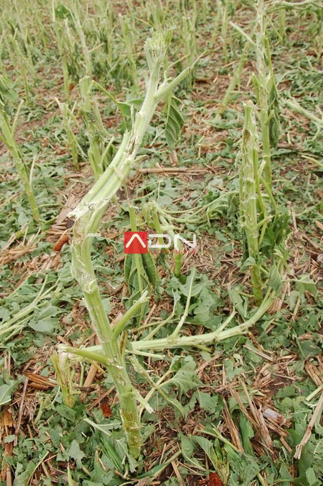 14947958_910580249073285_6298400496902071325_n