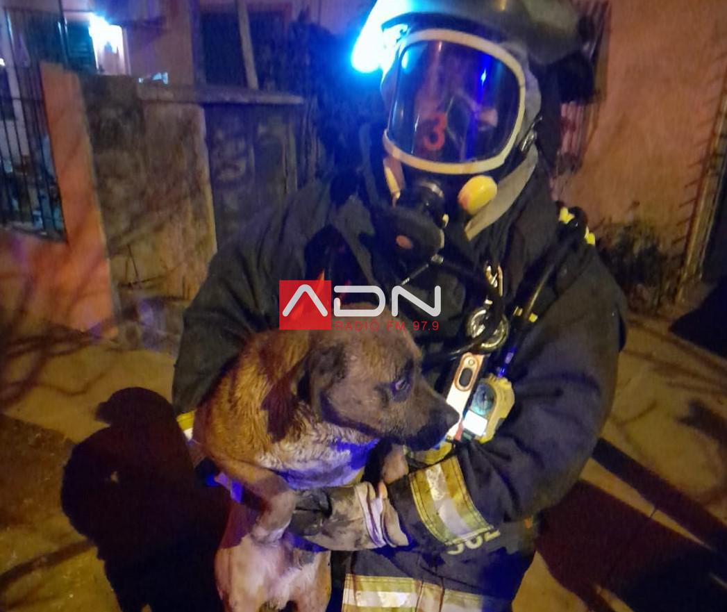 bombero y perro