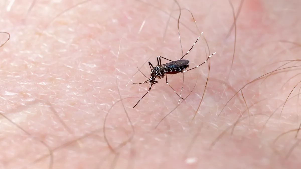 dengue-envato-4png
