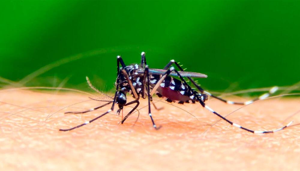 dengue