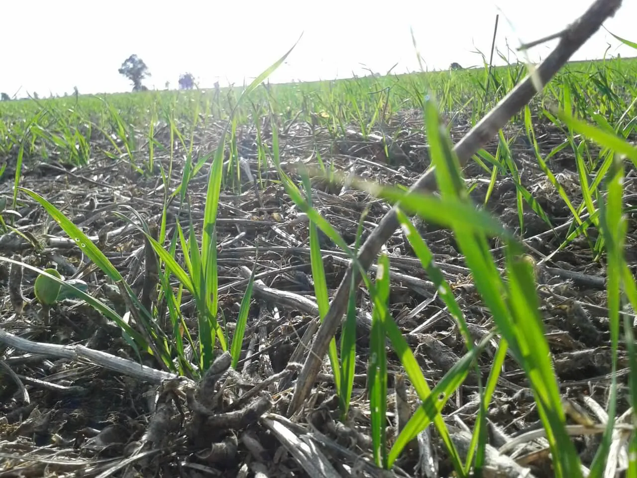 trigo sequia