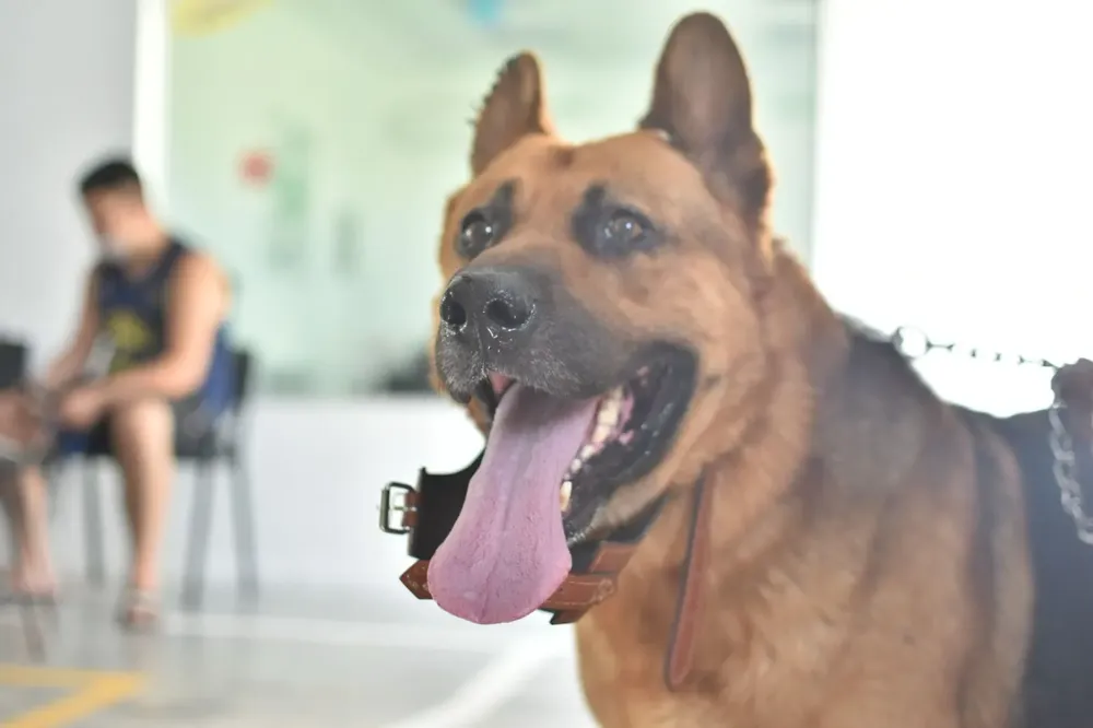 Perrito