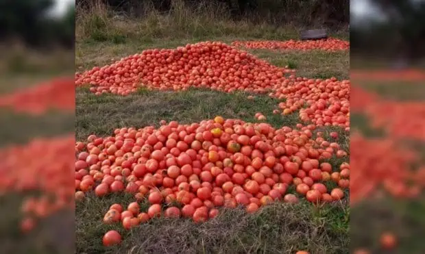 corrientes-tomates-tirados