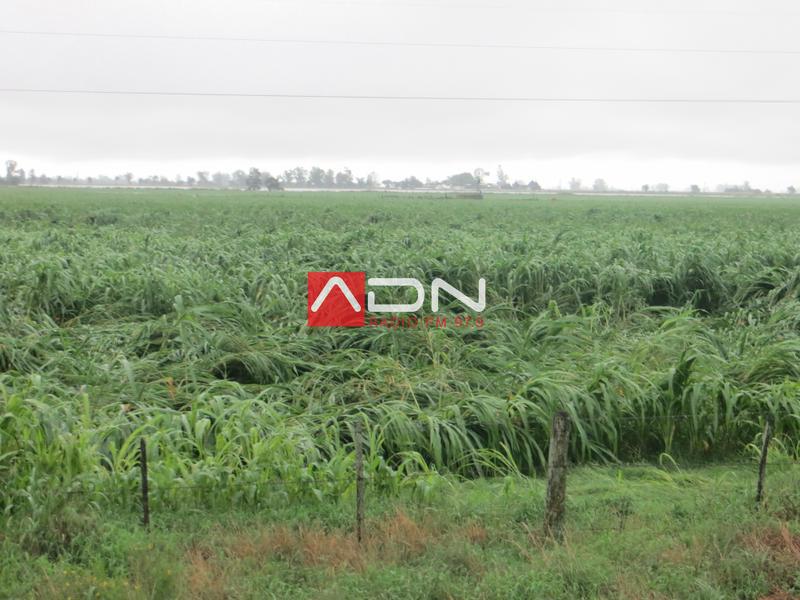 11 (Sorgo volcado por el viento R70 mano derecha Oeste del canal) 030117