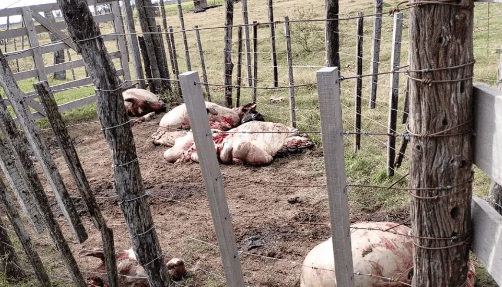 Captura de pantalla 2024-07-29 230151