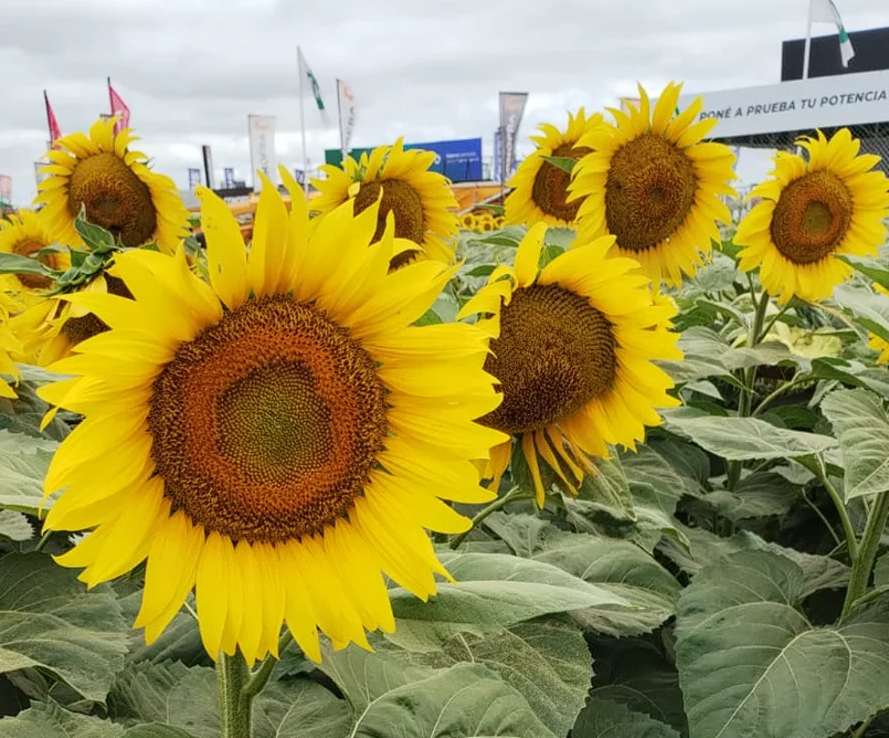 Captura de pantalla 2026-03-14 173115