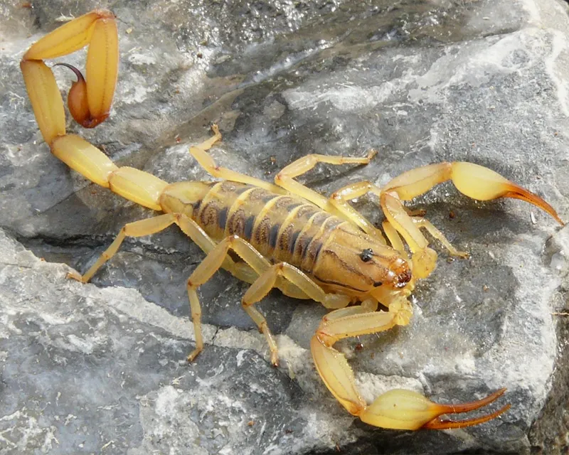 alacranes-mas-venenosos-mexico-4