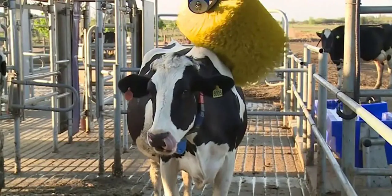 VACA-MASAJES-Agrocultura