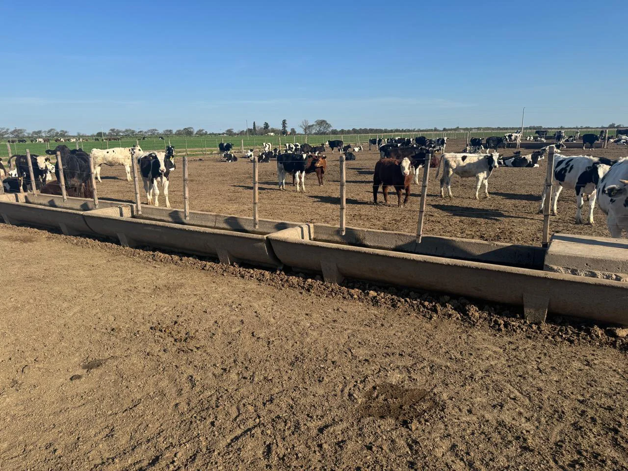 FEEDLOT 1